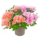 Bild 1 von REWE Beste Wahl Chrysantheme »Duo«