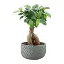 Bild 3 von GARDENLINE Bonsai-Ginseng