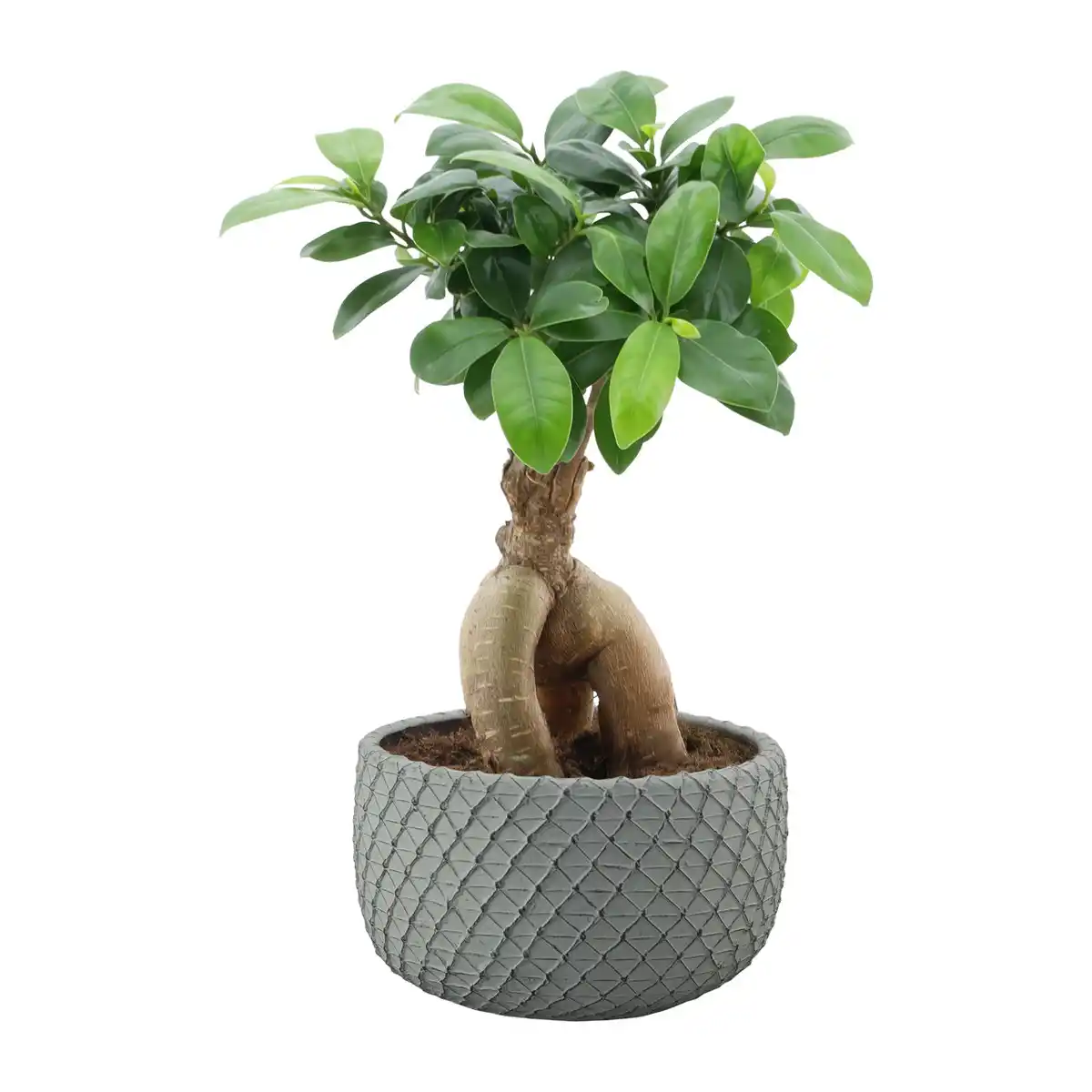 Bild 3 von GARDENLINE Bonsai-Ginseng