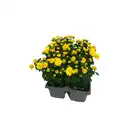Bild 3 von GARDENLINE Chrysanthemen