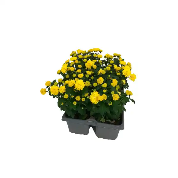 Bild 3 von GARDENLINE Chrysanthemen