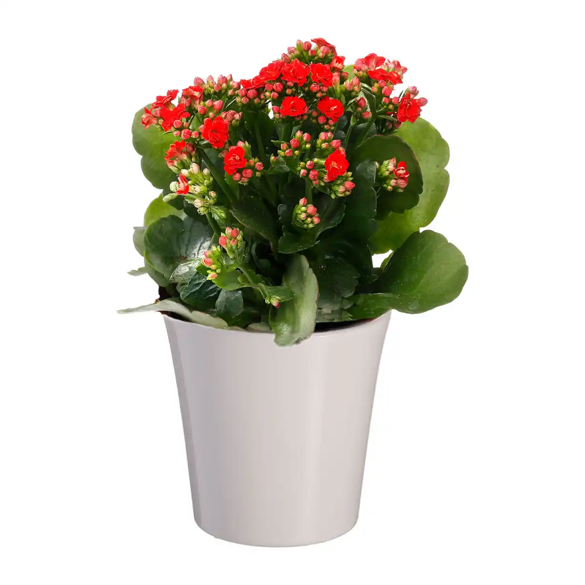 Bild 4 von GARDENLINE Kalanchoe