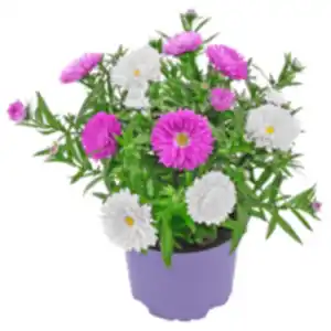Aster »Duo«