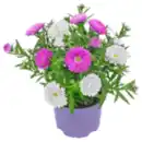 Bild 1 von Aster »Duo«