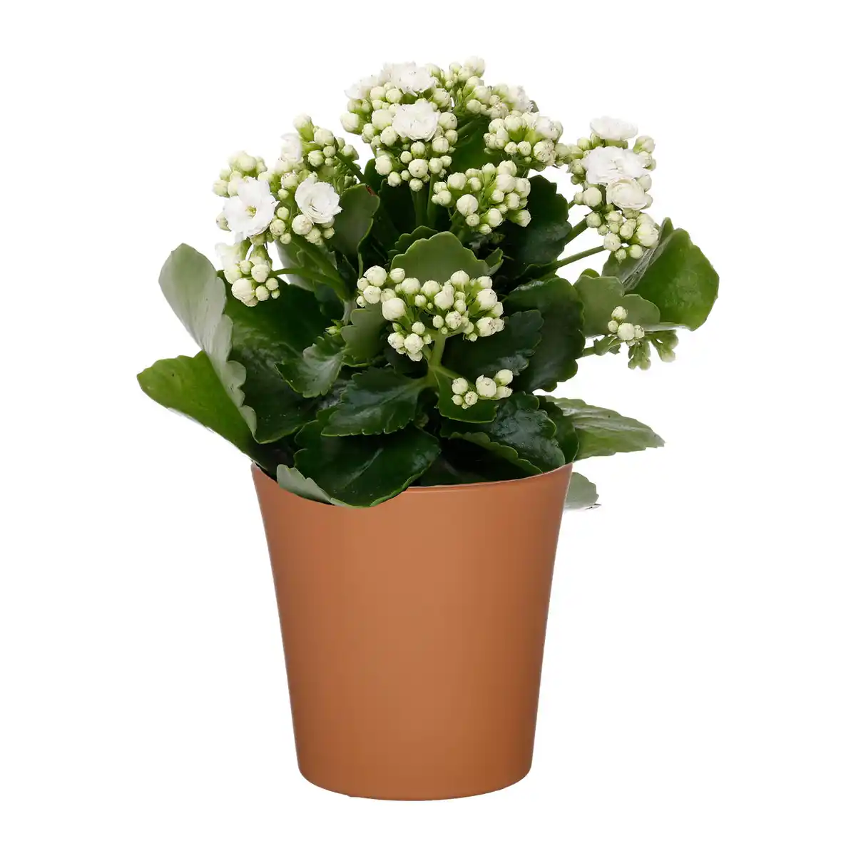 Bild 3 von GARDENLINE Kalanchoe