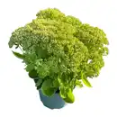 Bild 2 von GARDENLINE Sedum-Mix Fetthenne / Mauerpfeffer