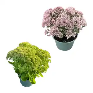 GARDENLINE Sedum-Mix Fetthenne / Mauerpfeffer