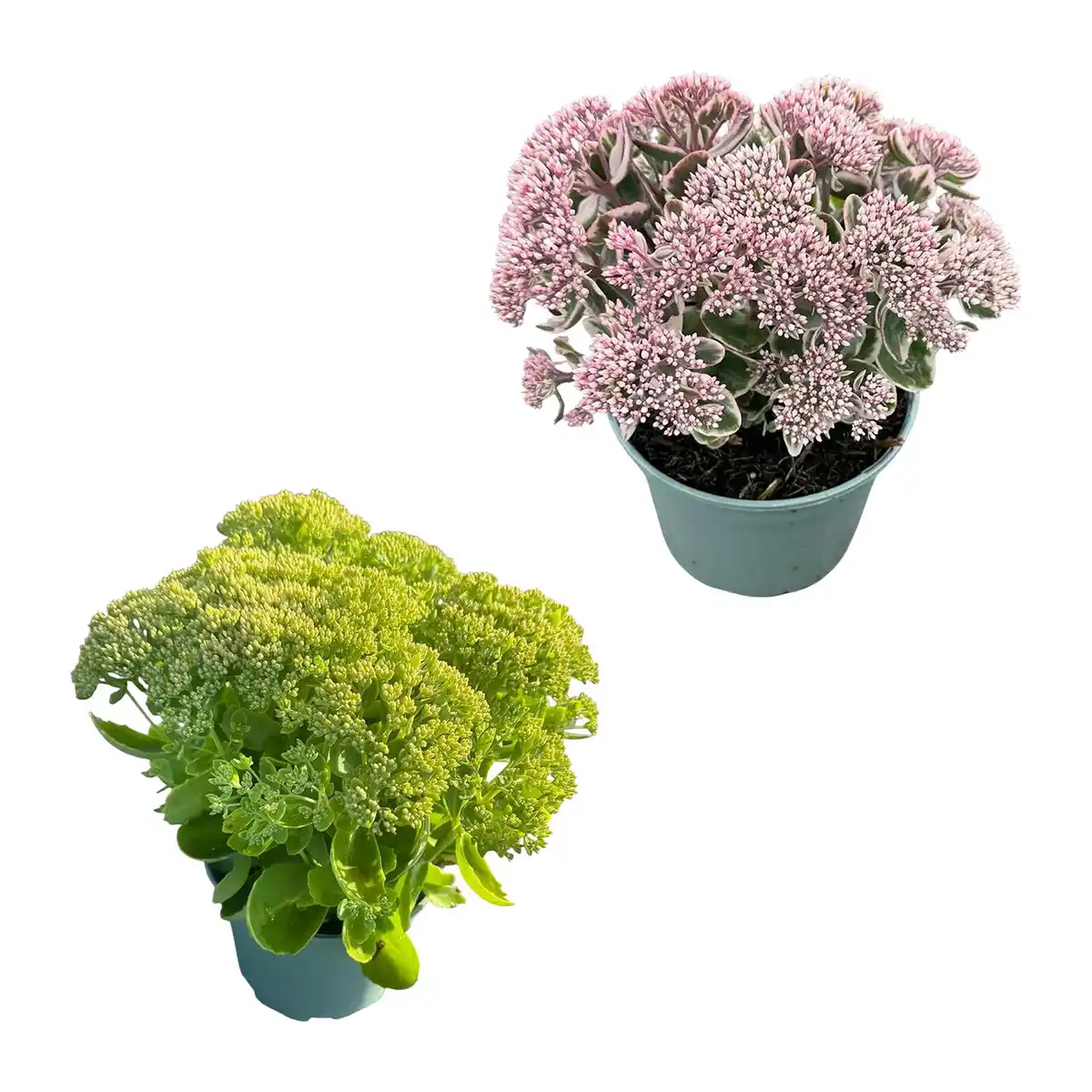 Bild 1 von GARDENLINE Sedum-Mix Fetthenne / Mauerpfeffer