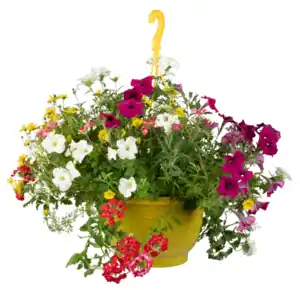 Blumenampel