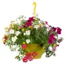 Bild 1 von Blumenampel