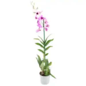 Orchideen