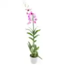 Bild 1 von Orchideen