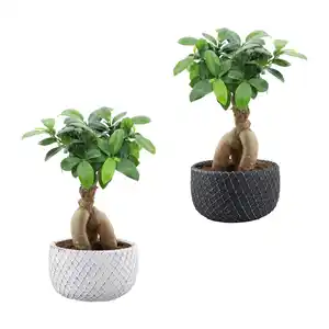 GARDENLINE Bonsai-Ginseng