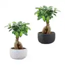 Bild 1 von GARDENLINE Bonsai-Ginseng