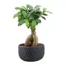 Bild 2 von GARDENLINE Bonsai-Ginseng