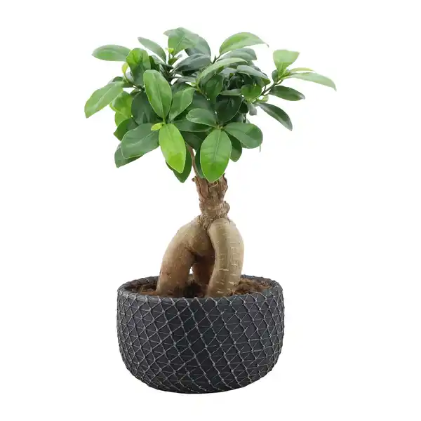 Bild 2 von GARDENLINE Bonsai-Ginseng