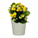 Bild 2 von GARDENLINE Kalanchoe