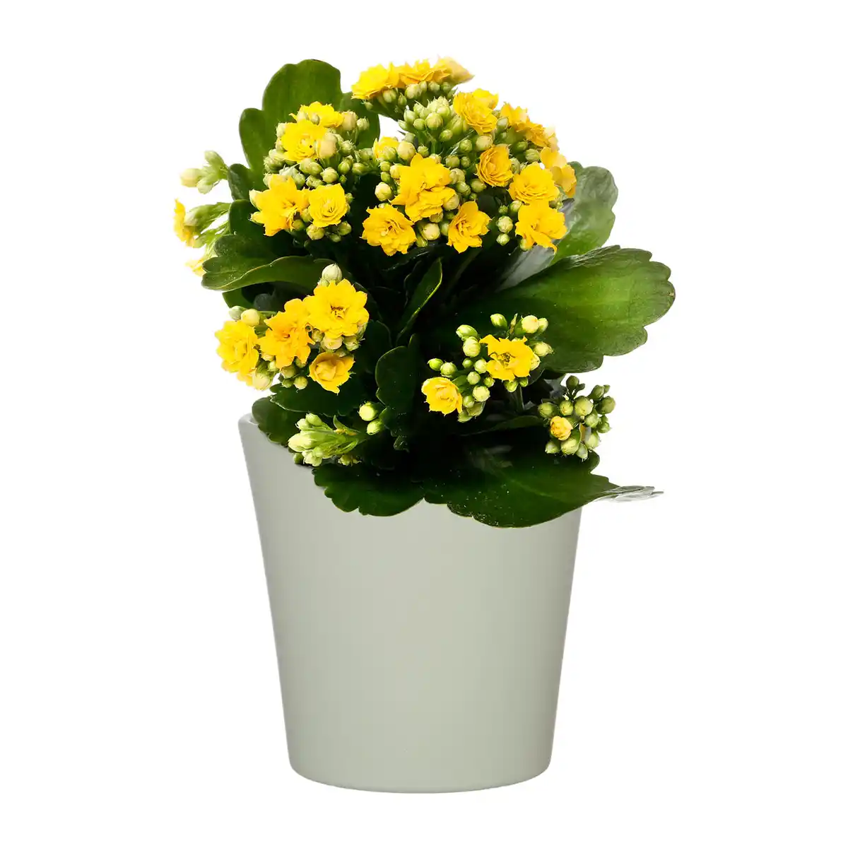 Bild 2 von GARDENLINE Kalanchoe