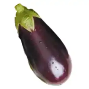 Aubergine