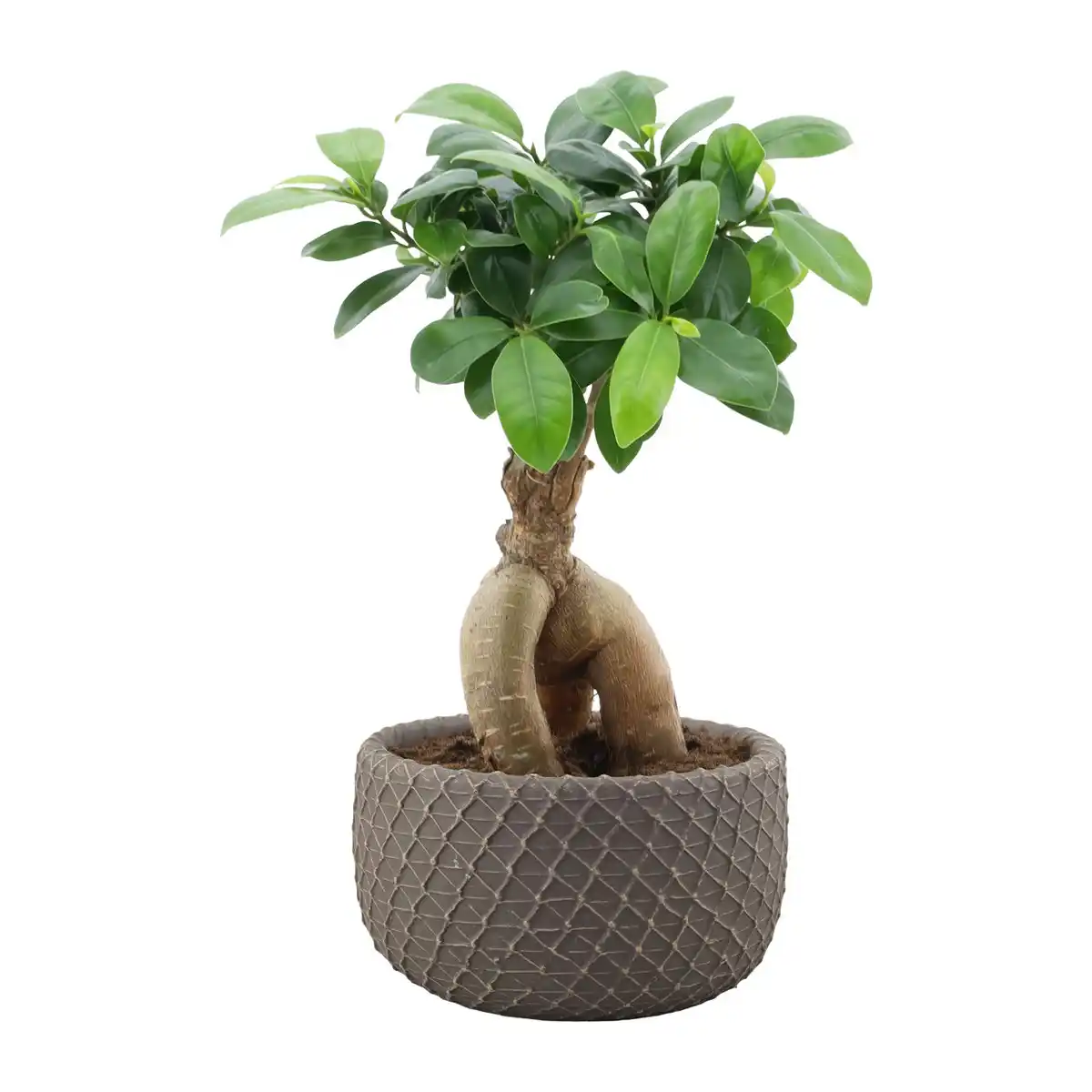 Bild 4 von GARDENLINE Bonsai-Ginseng