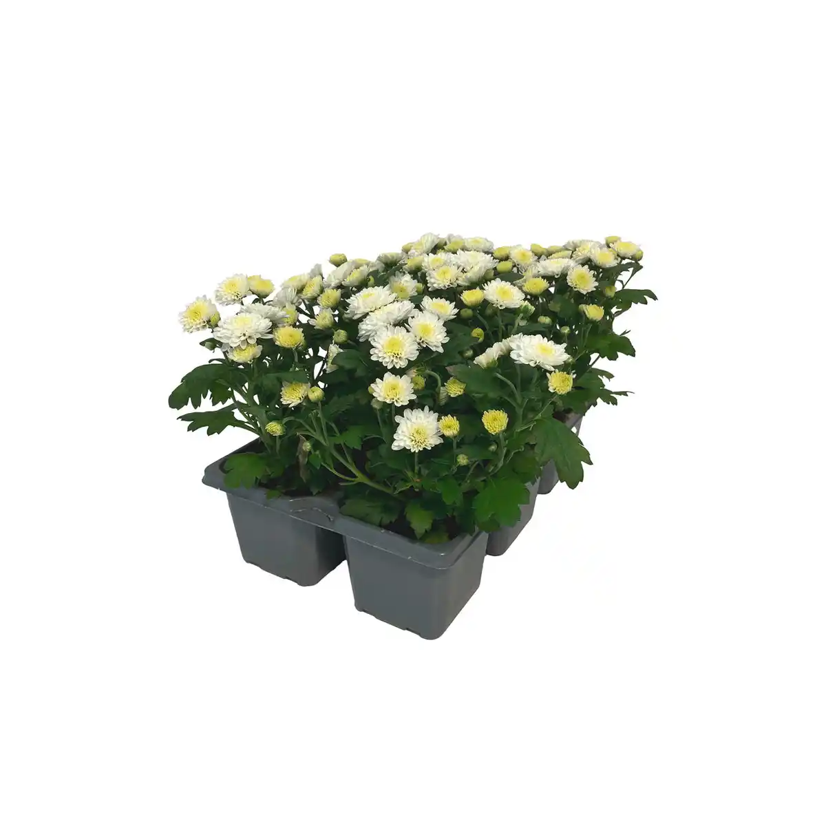 Bild 2 von GARDENLINE Chrysanthemen