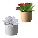 Bild 1 von GARDENLINE Wüstenmix im Übertopf