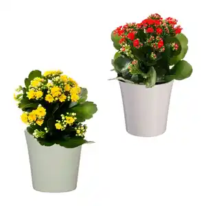GARDENLINE Kalanchoe