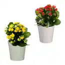 Bild 1 von GARDENLINE Kalanchoe