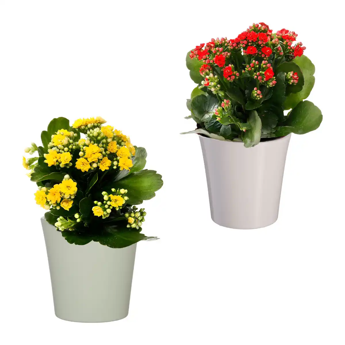Bild 1 von GARDENLINE Kalanchoe