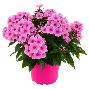 GARDENLINE Pink Perfect Phlox Mix