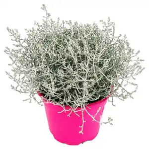 GARDENLINE Beetpflanzen Pink Perfect, Calocephalus