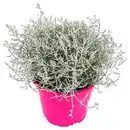 Bild 1 von GARDENLINE Beetpflanzen Pink Perfect, Calocephalus