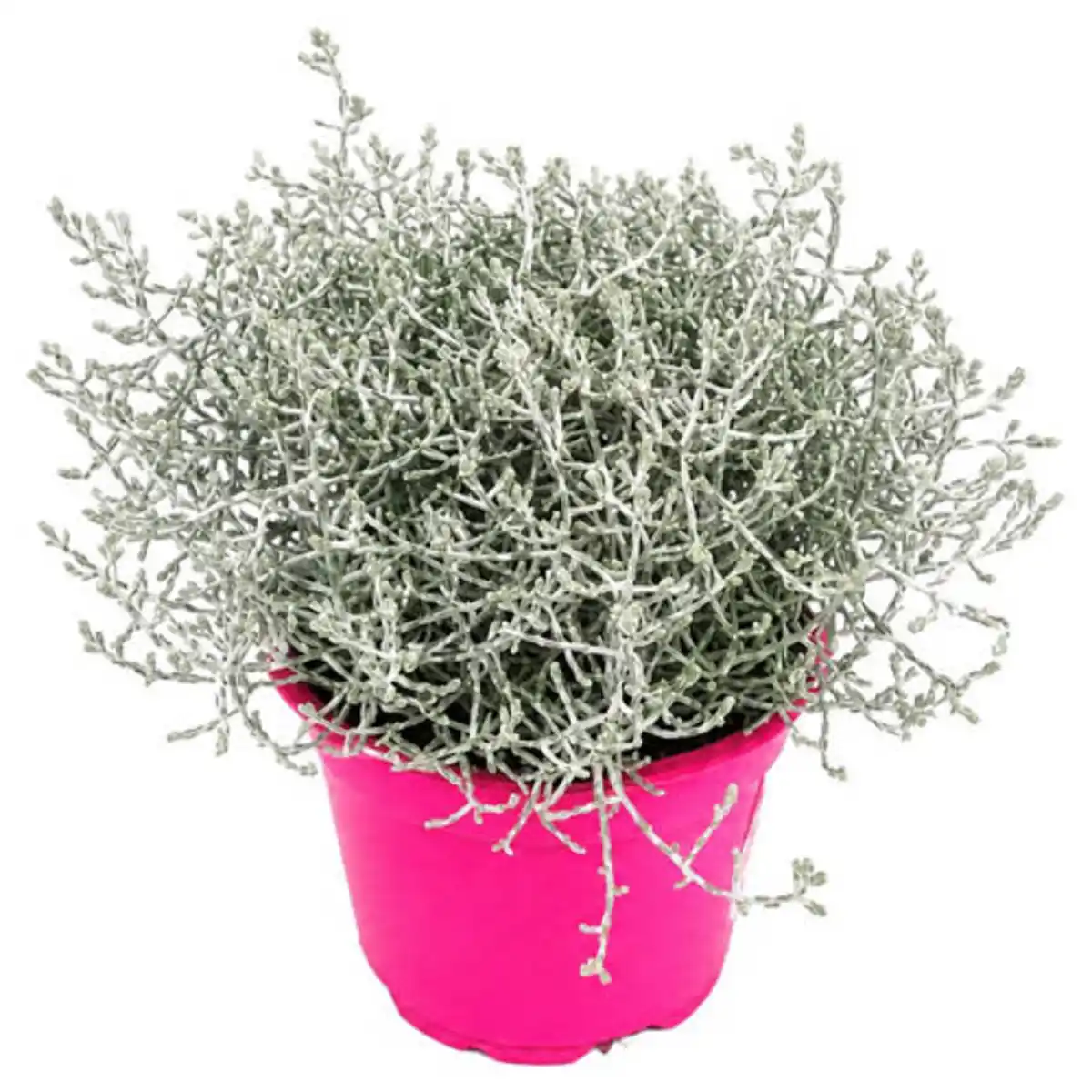 Bild 1 von GARDENLINE Beetpflanzen Pink Perfect, Calocephalus