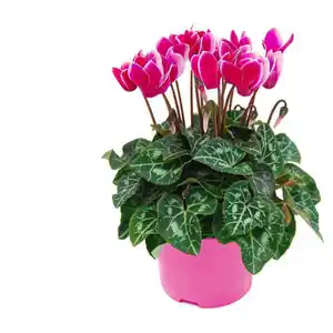 GARDENLINE Pink Perfect Cyclamen