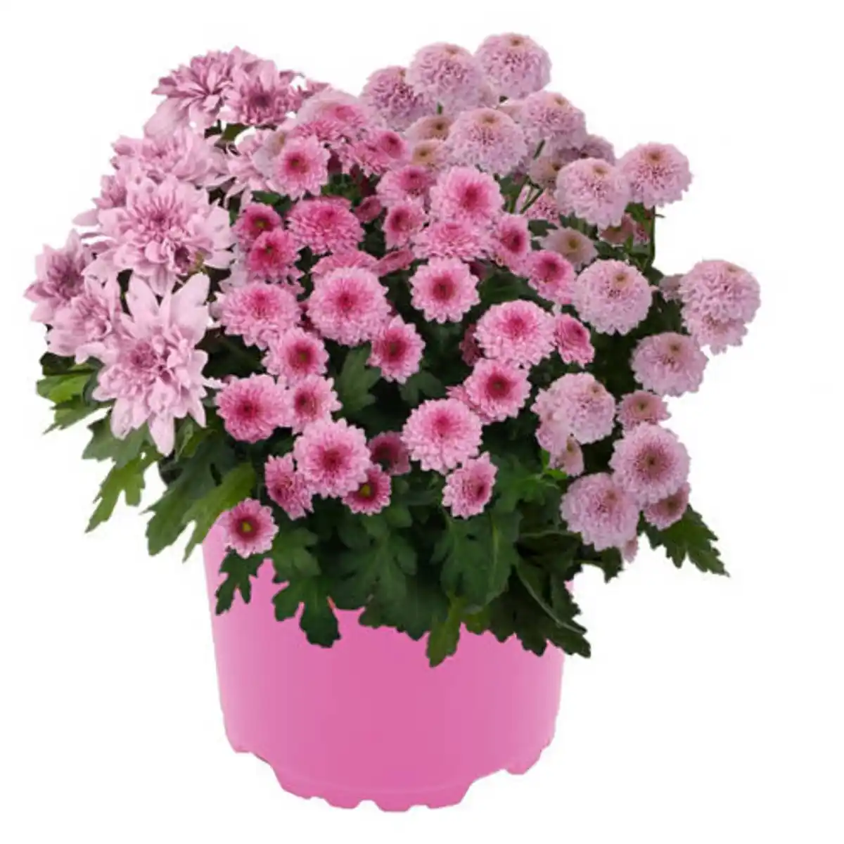 Bild 1 von GARDENLINE Pink Perfect Chrysanthemen Trio