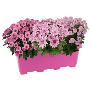 GARDENLINE Pink Perfect Chrysanthemen-Trio Balkonkasten