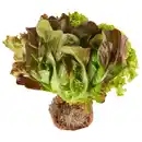 Bild 1 von BESTES AUS DER REGION Bunter Salat mit Wurzelballen, Stück
