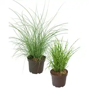 Ziergras