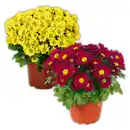 Bild 1 von Chrysantheme