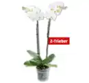 Bild 1 von Schmetterlingsorchidee*