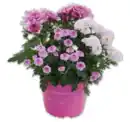 Bild 1 von Chrysanthemen-Trio*