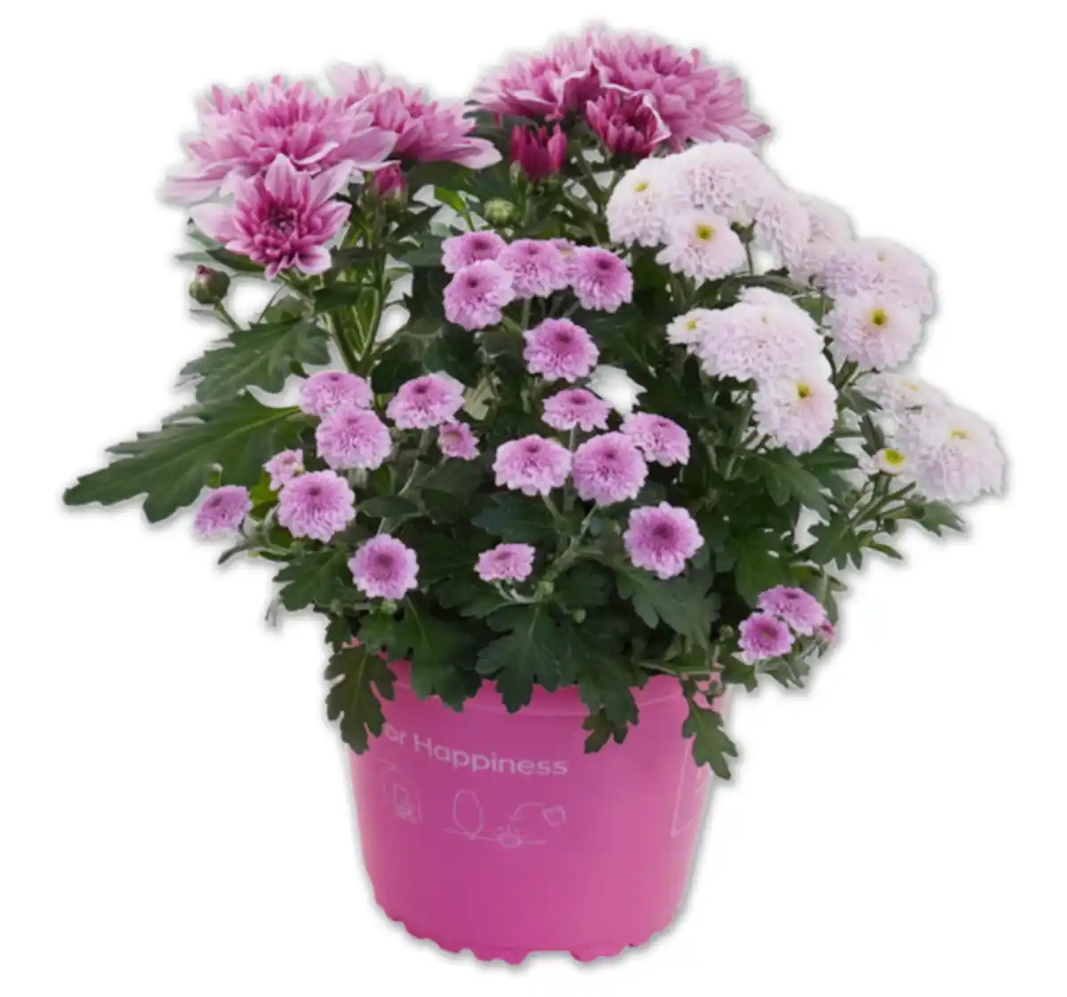 Bild 1 von Chrysanthemen-Trio*