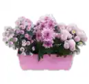 Bild 1 von Chrysanthemen-Kasten*