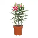 Bild 2 von GARDENLINE Orientalische Lilie