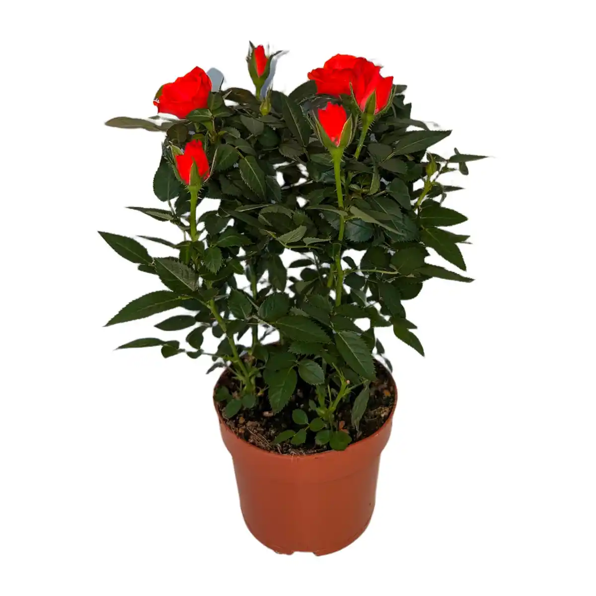 Bild 4 von GARDENLINE Topfrose
