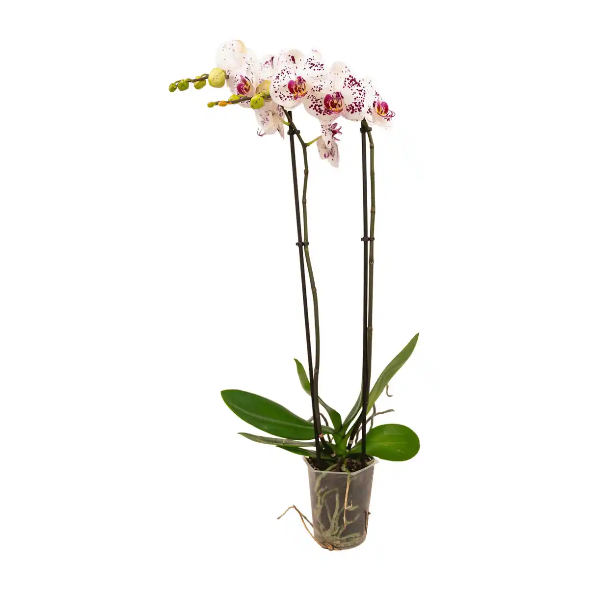 Bild 4 von GARDENLINE Phalaenopsis