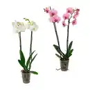 Bild 1 von GARDENLINE Phalaenopsis