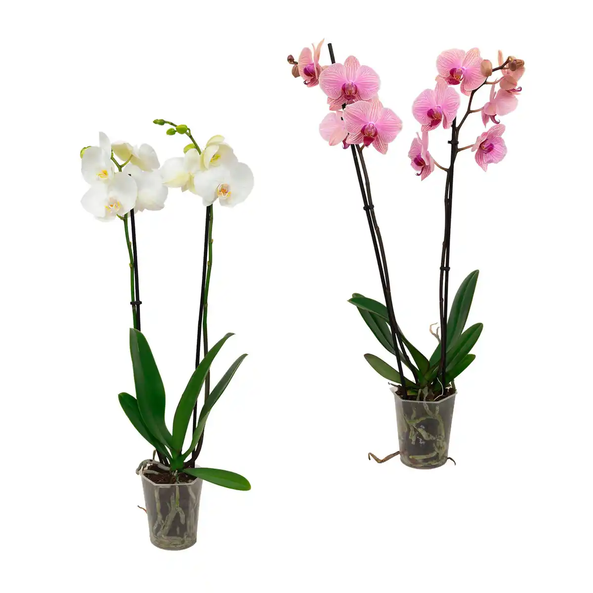 Bild 1 von GARDENLINE Phalaenopsis