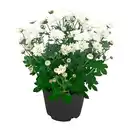 Bild 3 von GARDENLINE Chrysantheme