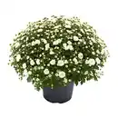 Bild 3 von GARDENLINE Chrysanthemen-Busch